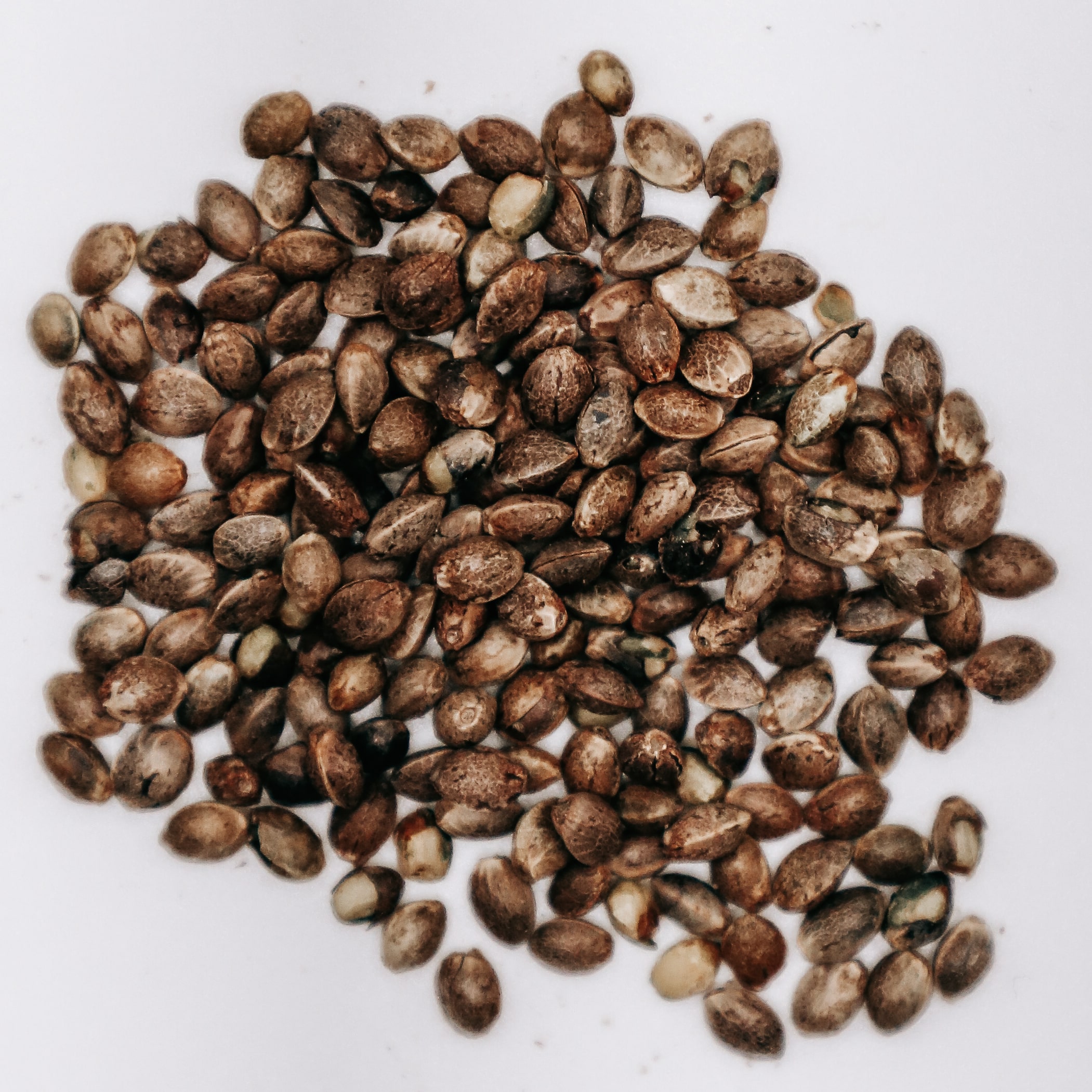 Hemp Seeds For Sale in South Africa Ag Marvels