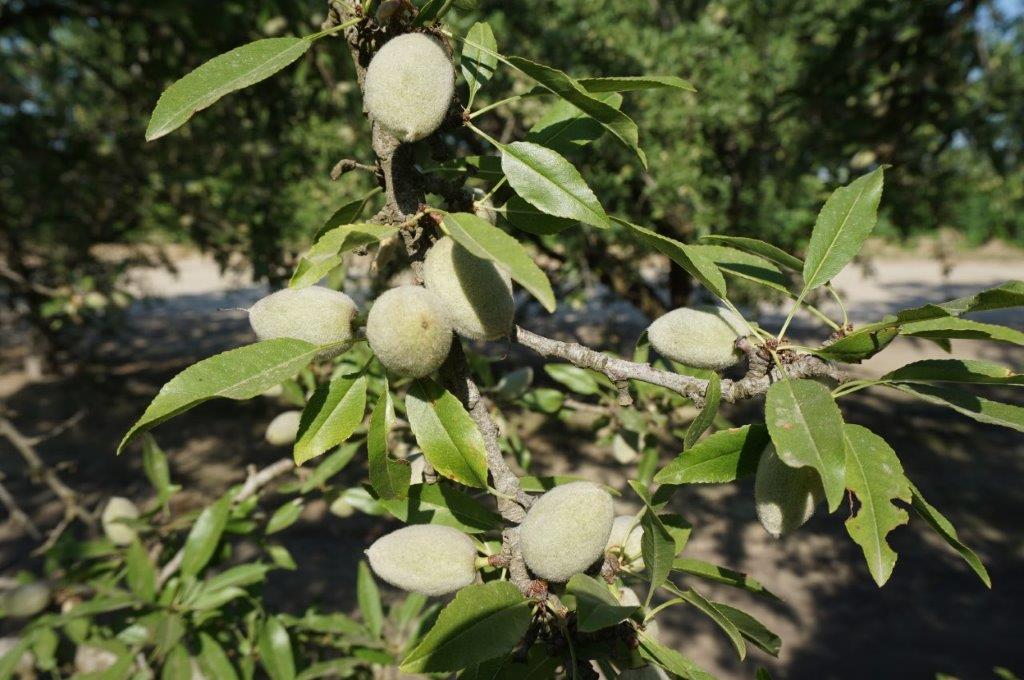 Almond Growers Check Effects of Rain at Bloom West