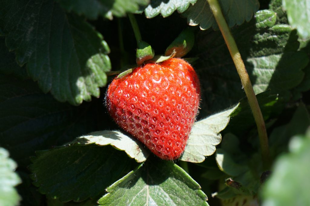 New Strawberry Variety UC Eclipse Outperforming Portola