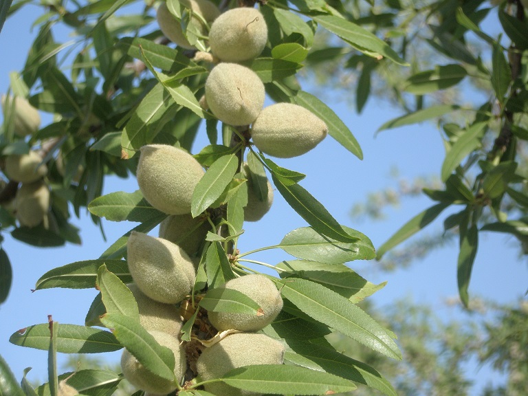 Subjective Almond Forecast Down Four Percent from 2021