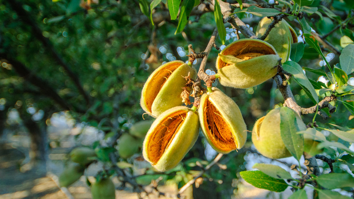 What Is Almond Hull Split and Why Is It Important for Growers? AgNote