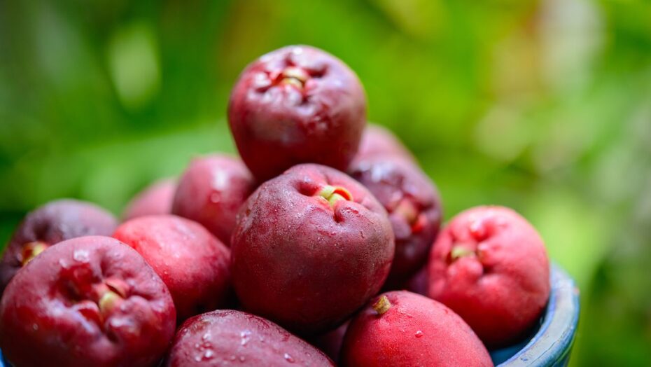 Jambo veja origem e benefícios da fruta comum no RN