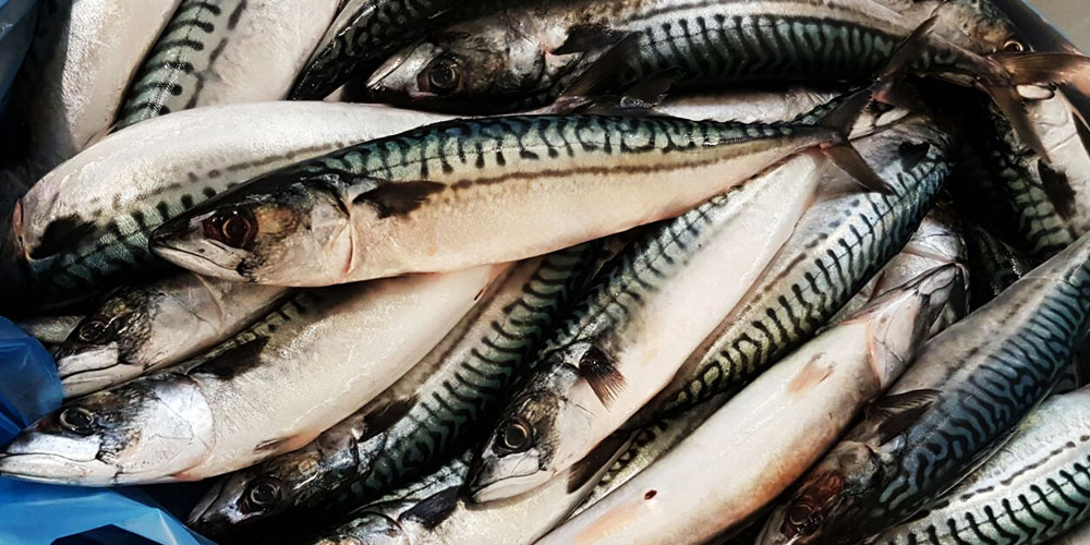ATLANTIC MACKEREL SEASON UPANDRUNNING AgraKepak Trading