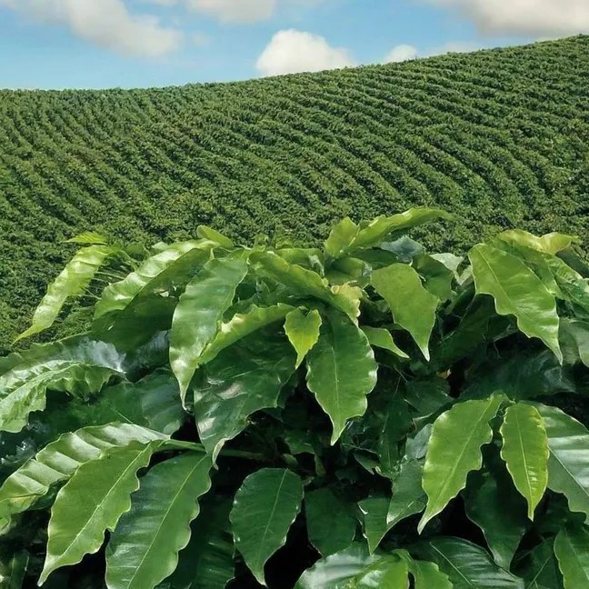 Optimización del Cultivo ¿Cuántos Árboles de Café Pueden Plantarse en