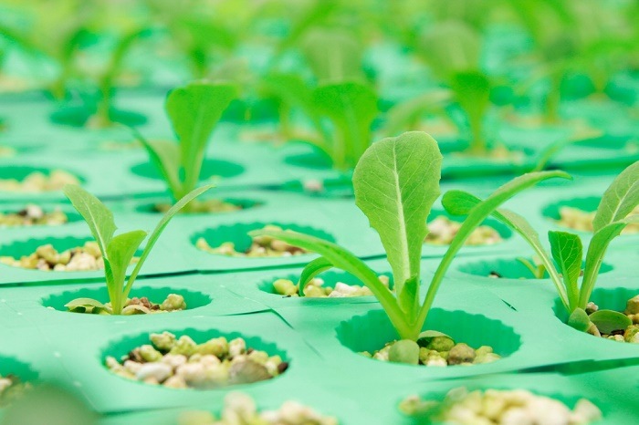 How To Create Different Ebb And Flow Systems? - A Green Hand