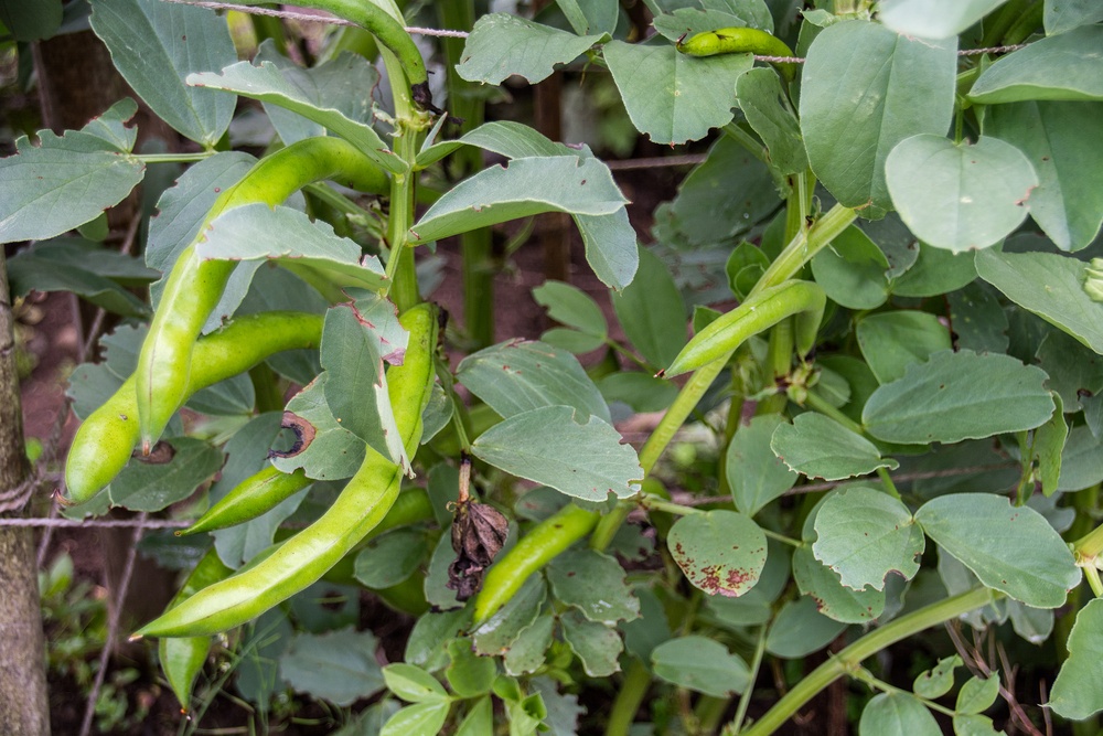 10 Best Vegetables Growing In Winter A Green Hand