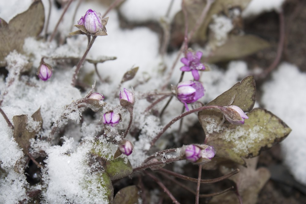9 Beautiful Flowers That Bloom In Winter A Green Hand