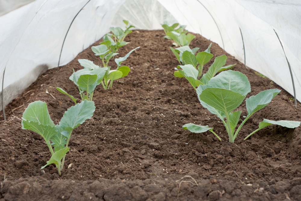 How To Protect Plants From Frost And Freeze A Green Hand