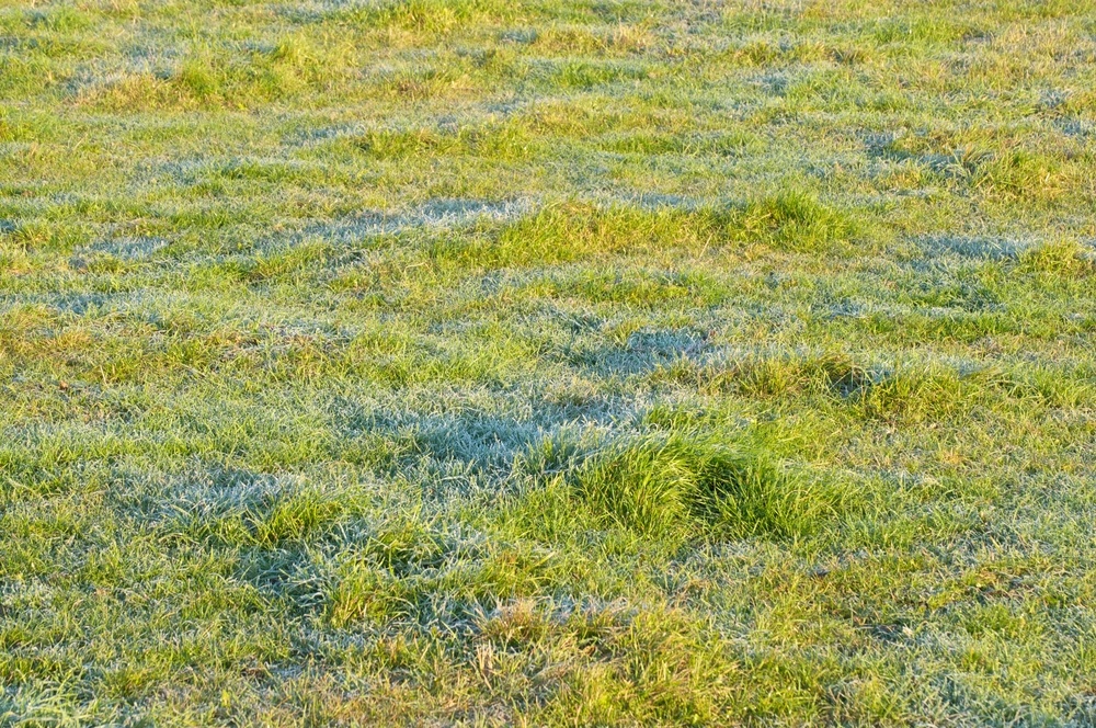 Laying Sod In Winter A Quick And Helpful Guide For The Gardeners