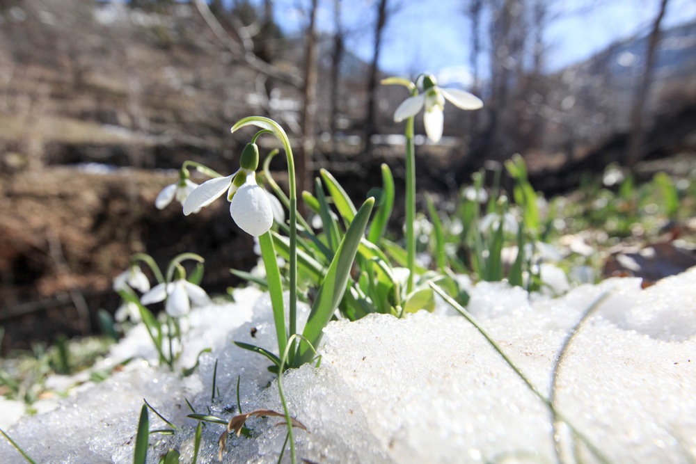 9 Beautiful Flowers That Bloom In Winter A Green Hand