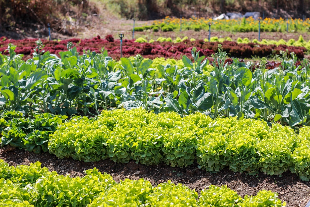 50+ Ideas To Build Your First Vegetable Garden A Green Hand