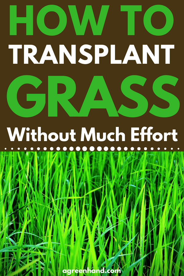 How To Transplant Grass Without Much Effort A Green Hand