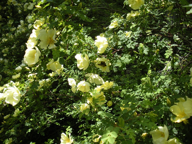 The Best Producing Roses For Rose Hips