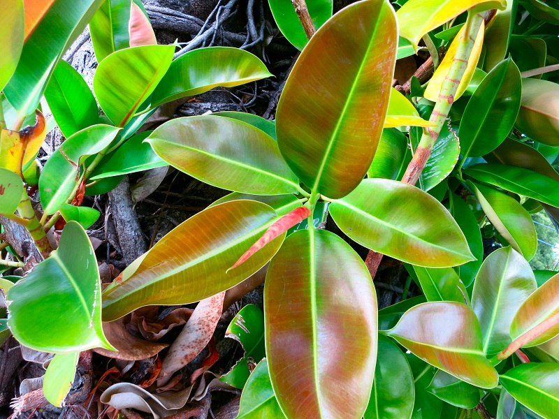 How To Grow And Care For Rubber Houseplants