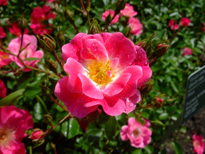 The Best Producing Roses For Rose Hips