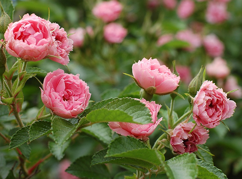 The Best Producing Roses For Rose Hips