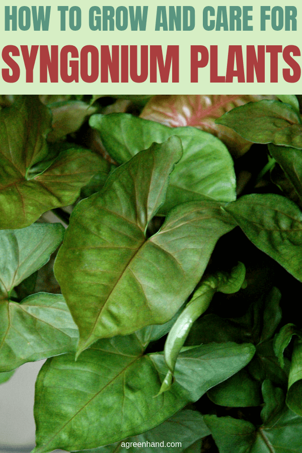 How to Grow and Care for Syngonium Plants AGreenHand