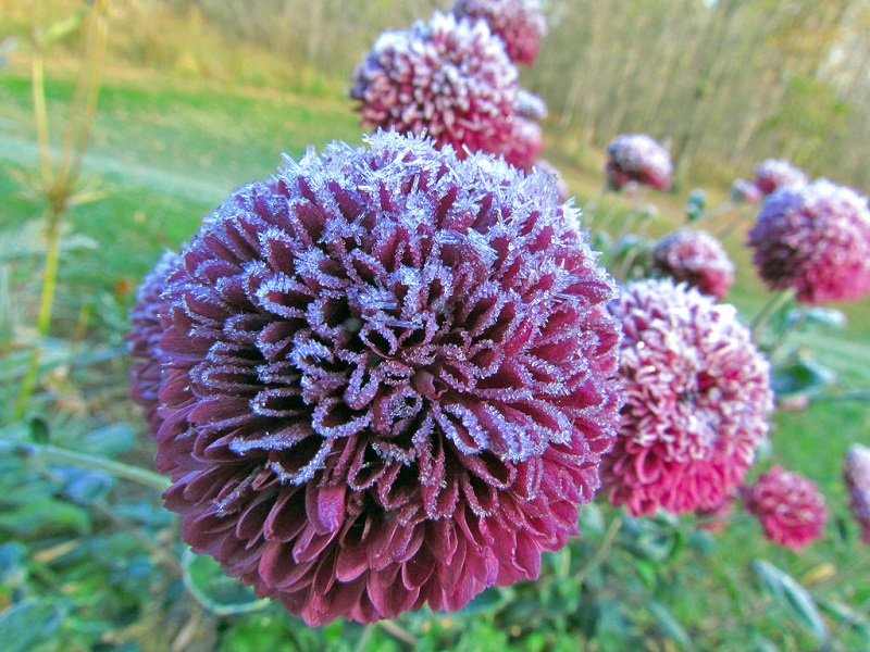 How To Grow Fall Mums In Spring