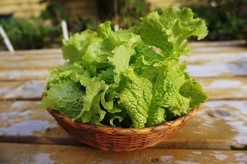 The Ultimate Guides To Growing, Caring and Harvesting Lettuce