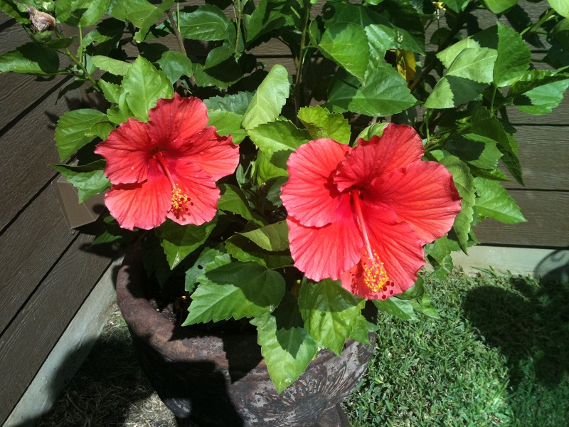 How To Grow Hibiscus In Frost Prone Areas