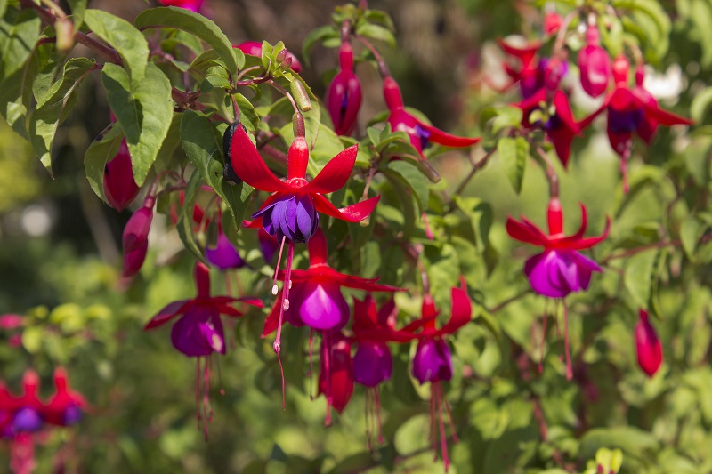 Fuchsia Plants How To Grow And Care For Fuchsias