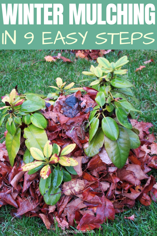 How To Master Winter Mulching In 9 Easy Steps A Green Hand