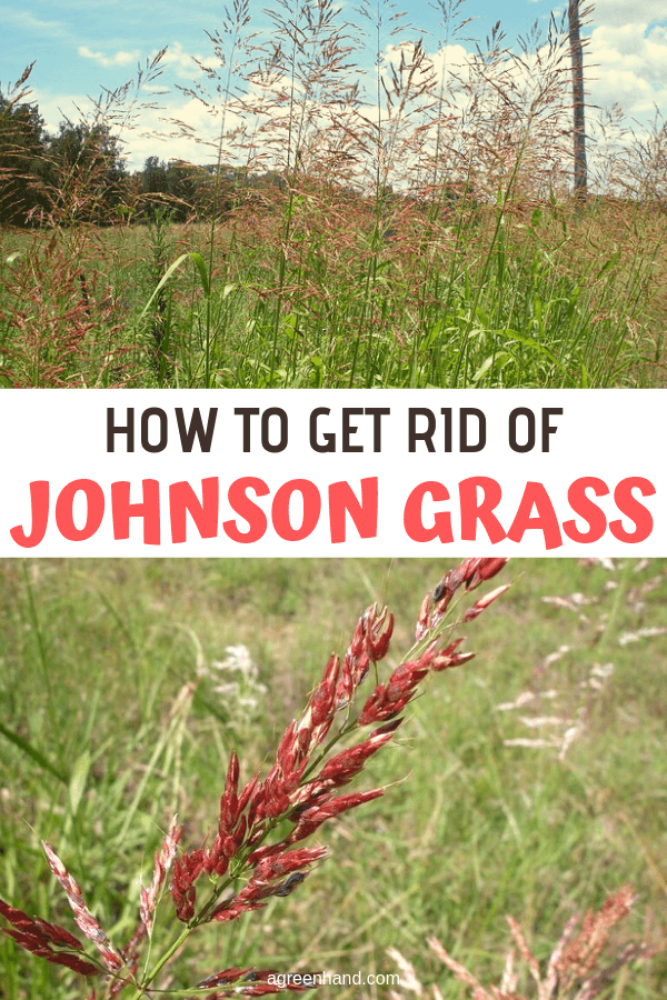 How To Get Rid Of Johnson Grass