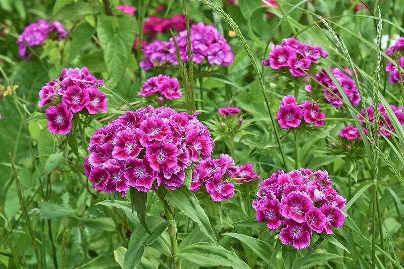 Summer Flowering Plants For Hot Humid Weather AGreenHand