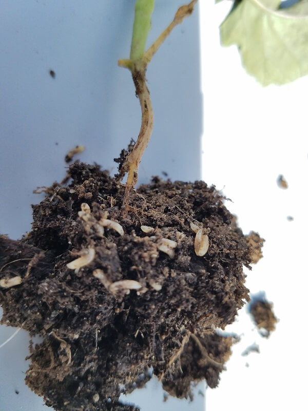 How To Control Cabbage Maggots In The Organic Garden