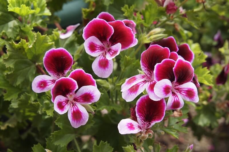 How To Grow And Care For Geranium Plants AGreenHand