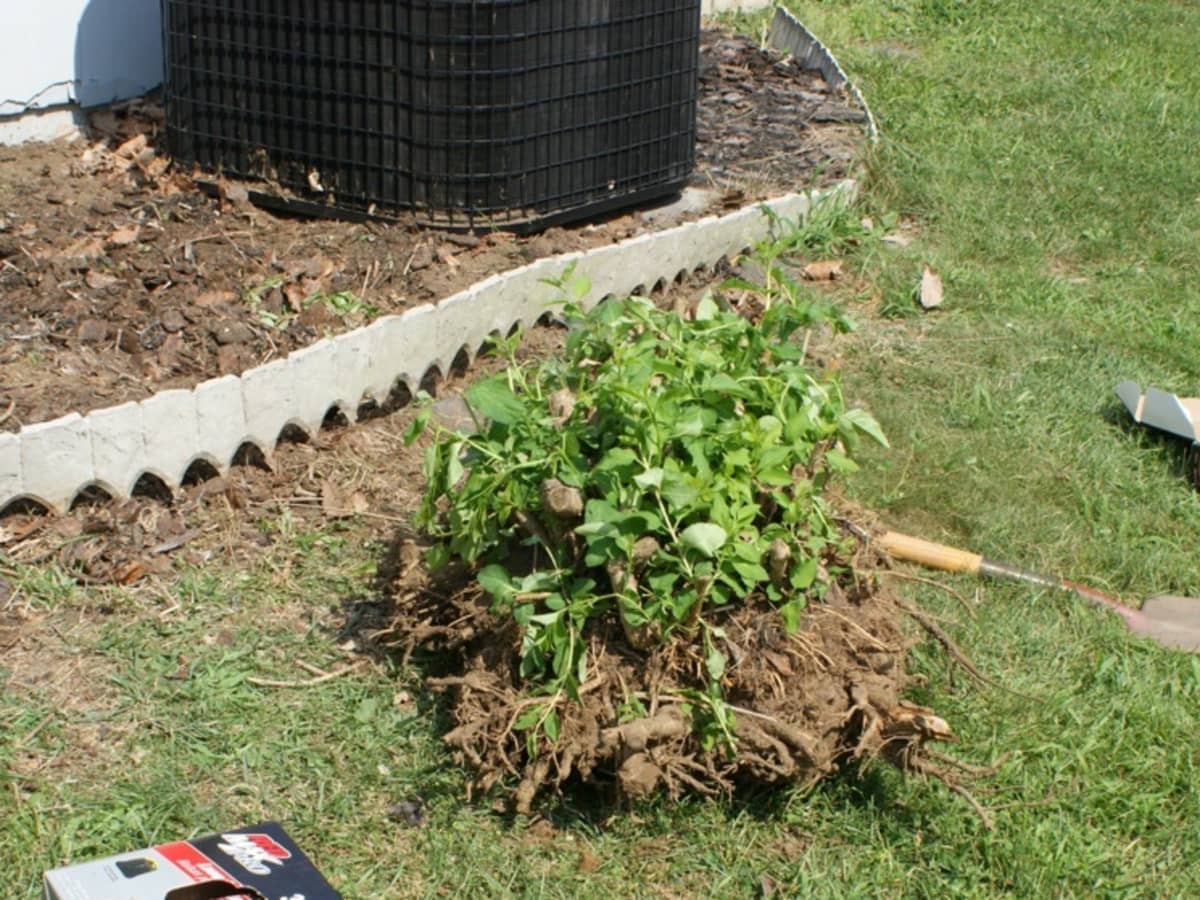 How to Remove a Shrub or Bush From Your Yard With Deep Roots AGreenHand