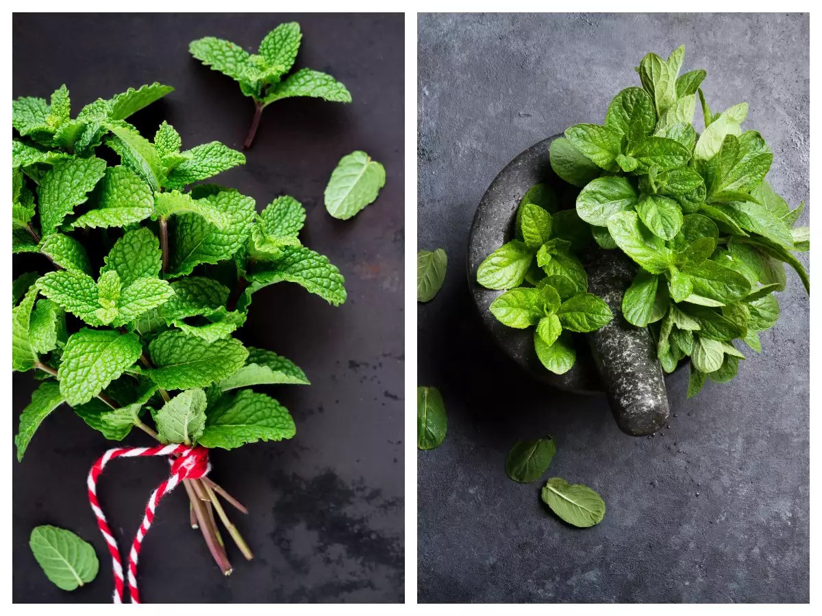 What's The Difference Between Mint and Peppermint AGreenHand