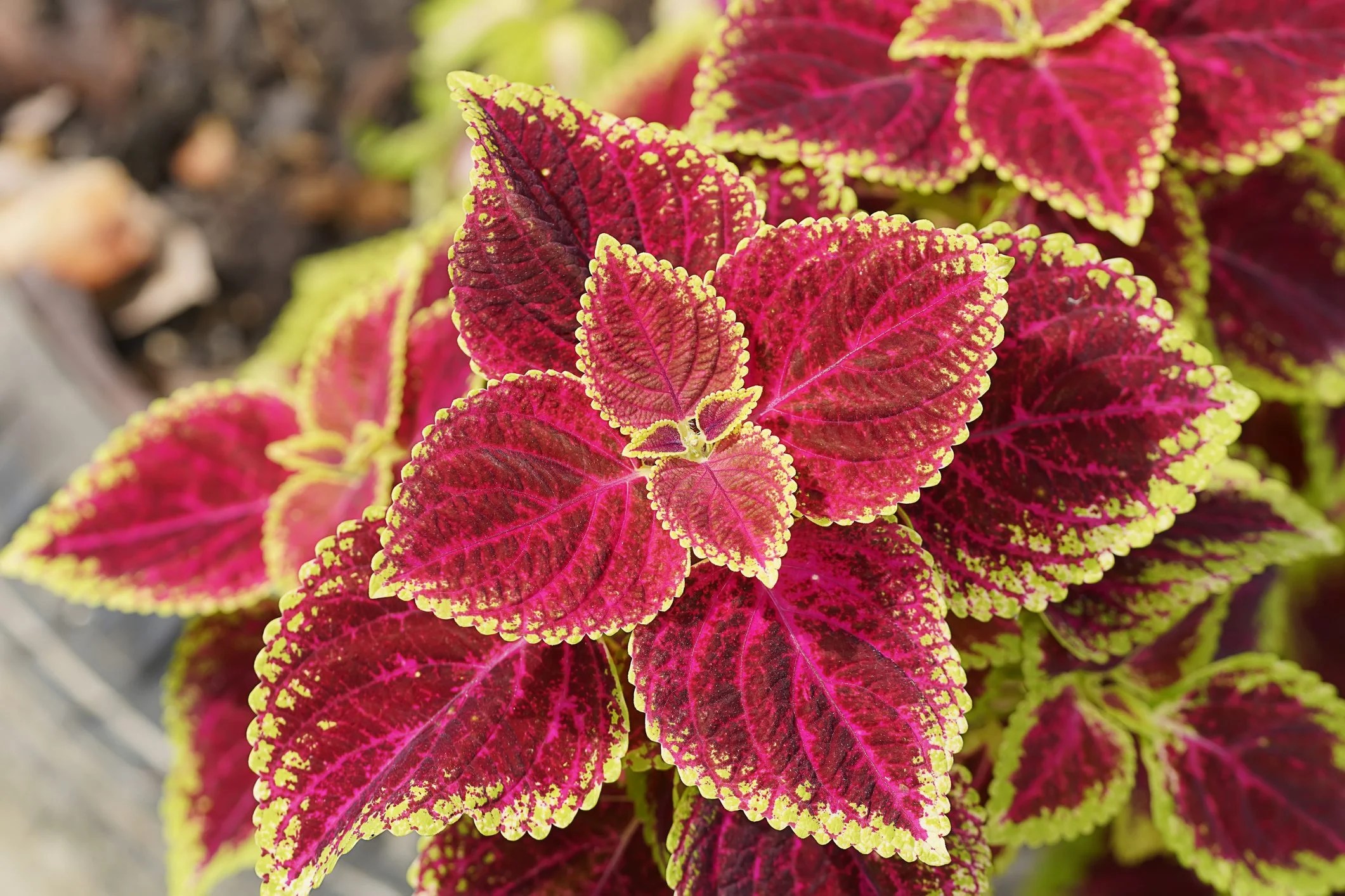 Is Coleus A Perennial? AGreenHand