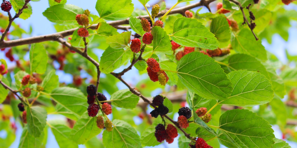How To Kill a Mulberry Tree? AGreenHand