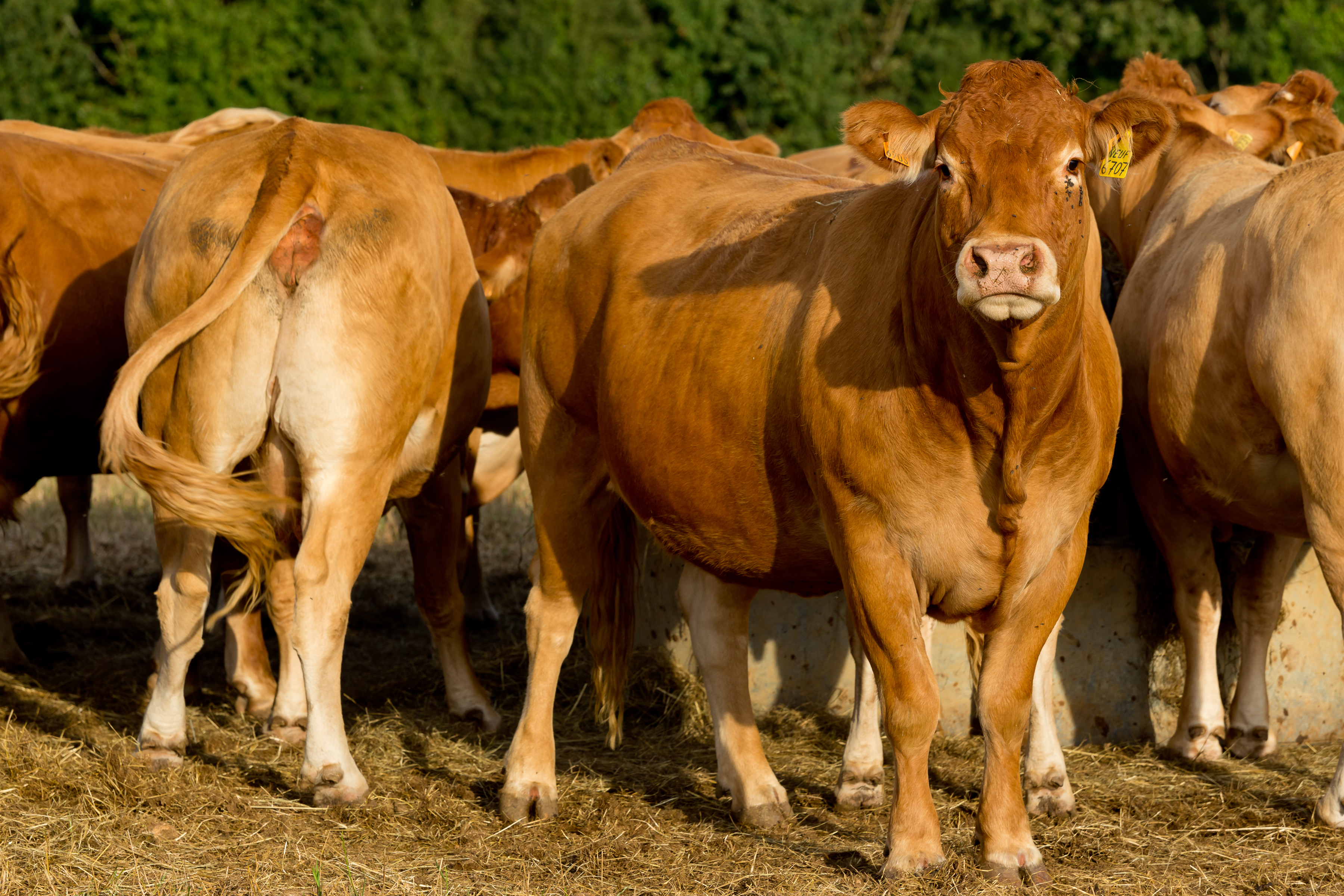 December Cattle on Feed Report AgResource Company
