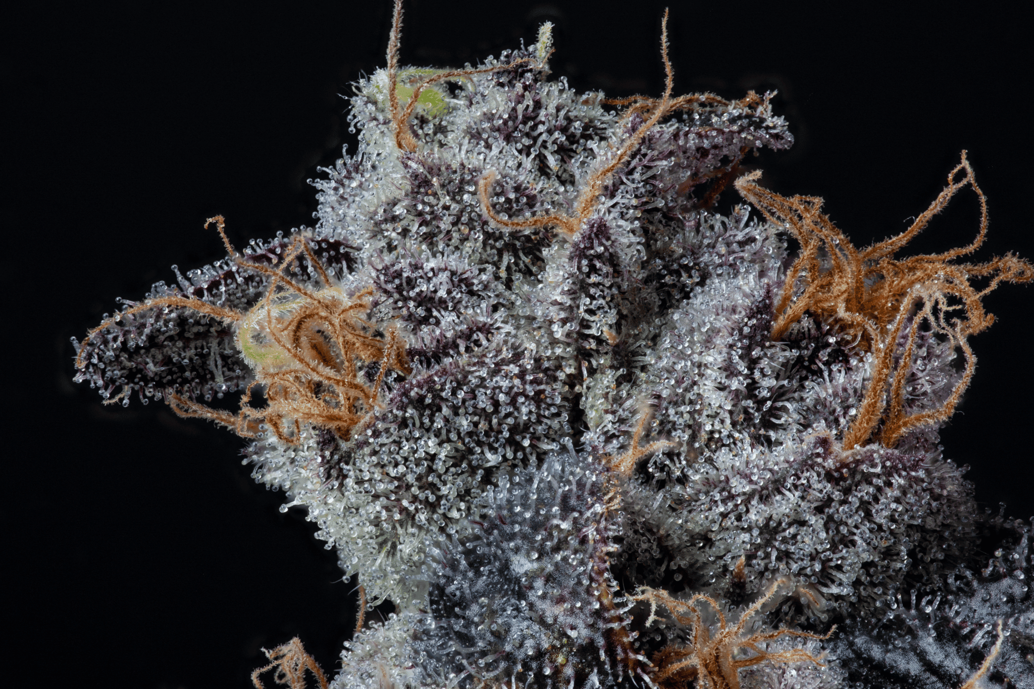 Diamond Runtz AgriGenesis Missouri Cannabis Cultivator and