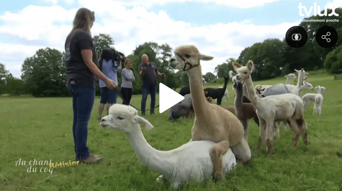 Au Chant du Coq best of 2019