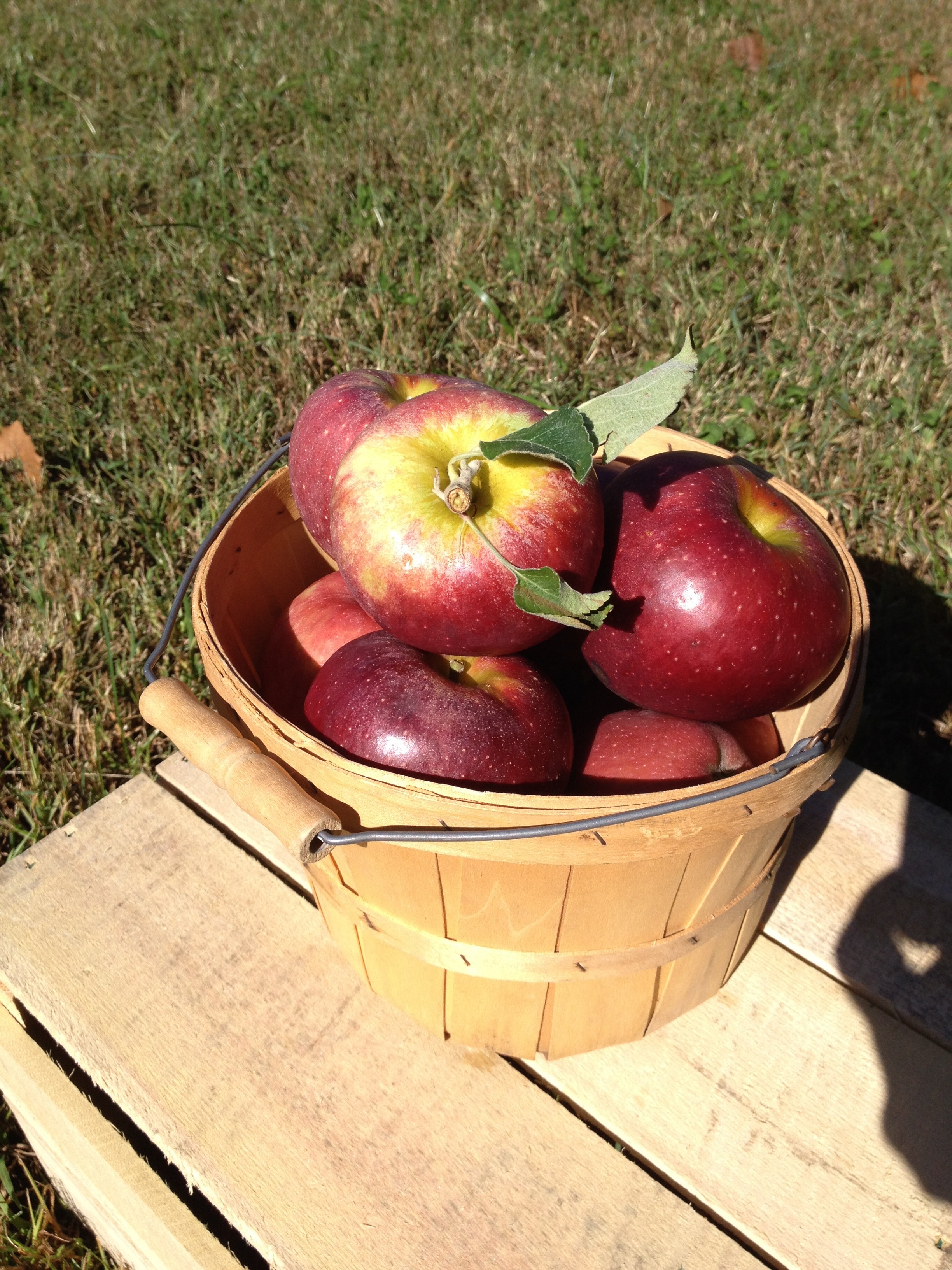 Stayman Apples Agriberry Farm CSA Virginia Maryland