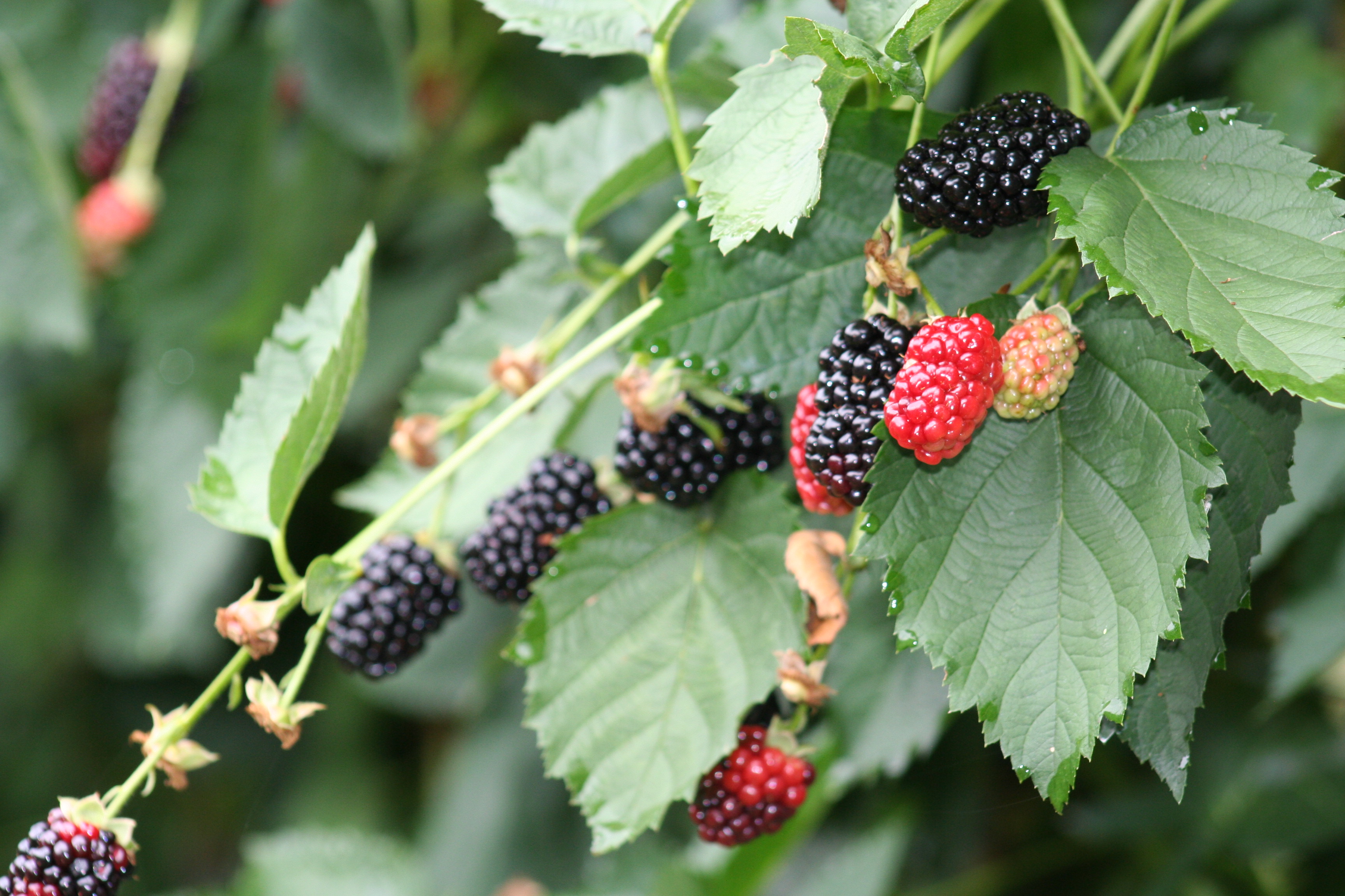beautiful blackberries Agriberry Farm CSA Virginia Maryland