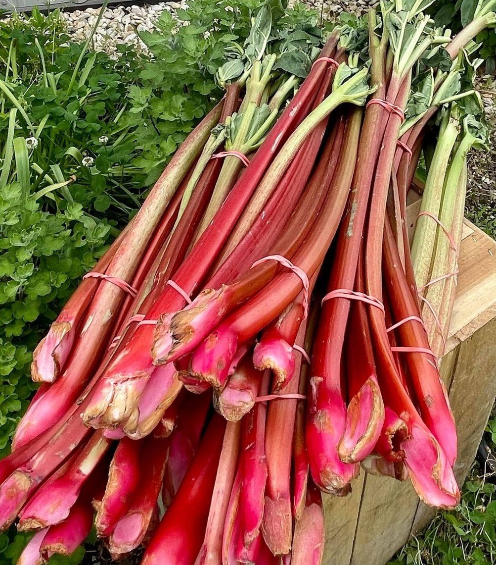 Rhubarb Agriberry Farm CSA Virginia Maryland