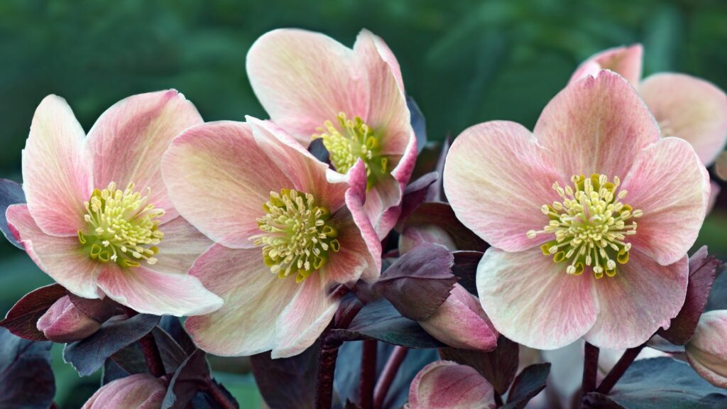 perennial flowers for missouri