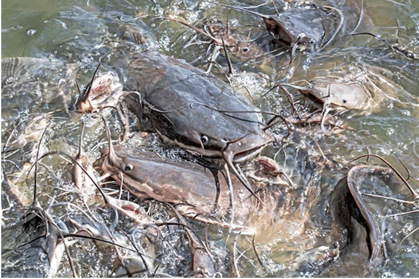 CATFISH FARMING BUSINESS SETUP IN NIGERIA Agribusiness Digest Blog