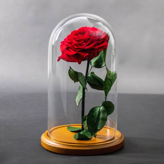 Beauty And The Beast Rose All You Need To Know About Agric4Profits