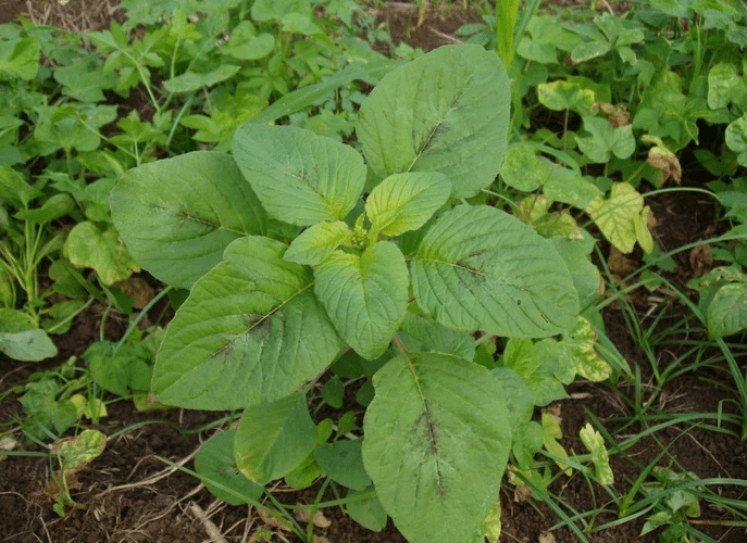 10 Medicinal Health Benefits of Amaranthus dubius (Slender Amaranth