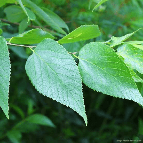 18 Medicinal Health Benefits Of Celtis occidentalis (Hackberry
