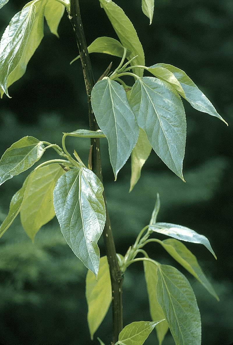 18 Medicinal Health Benefits Of Populus sect. Tacamahaca (Balsam Poplar