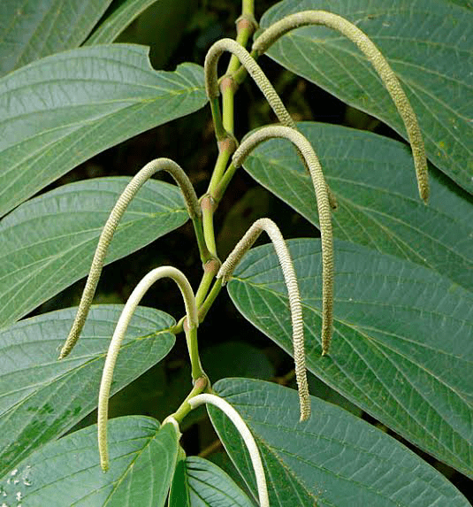 20 Medicinal Health Benefits Of Piper aduncum (Spiked Pepper