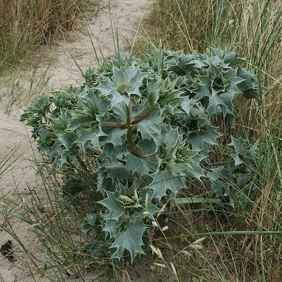 8 Medicinal Health Benefits of Eryngium maritimum (Sea Holly