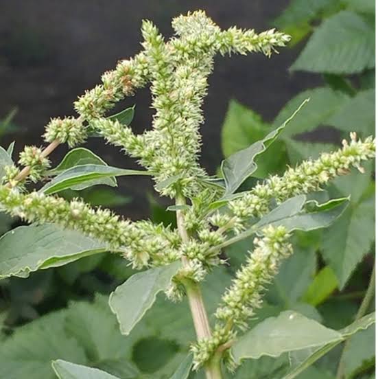 15 Medicinal Health Benefits Of Amaranthus spinosus (Spiny amaranth
