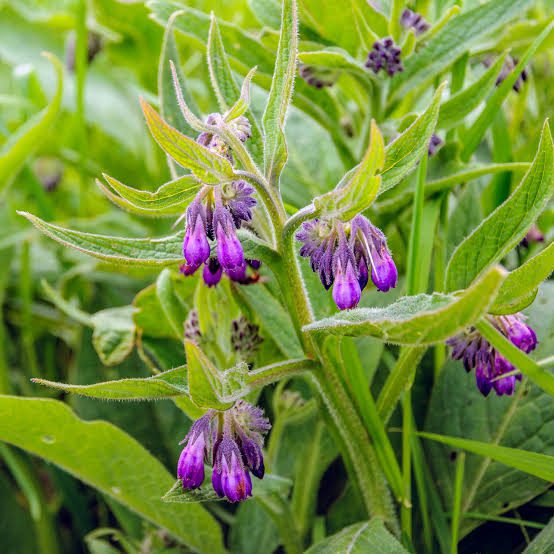 Growing Guide and Health Benefits of Comfrey Plant Agric4Profits